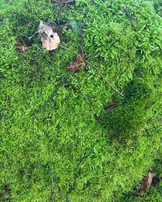 Bright green moss growing across woodland floor in Devon
