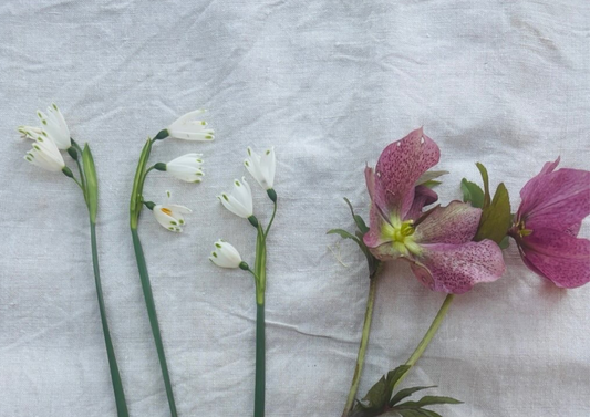 The Light Has Shifted: Early Signs of Spring in the Garden | Slow Living