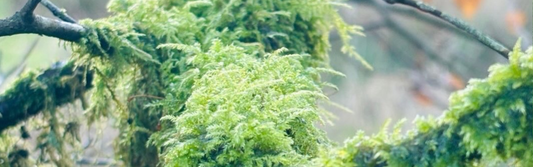 The Curious Allure of Moss