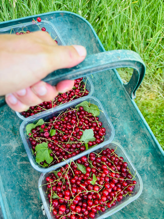 Redcurrants in July