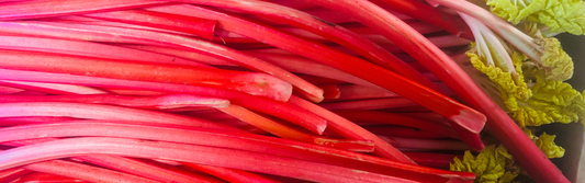 Forced Rhubarb: Radiant Fuchsia — A Harbinger of Spring