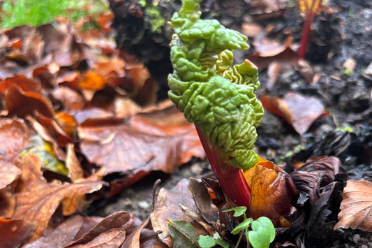 Early rhubarb shoots emerging in winter garden