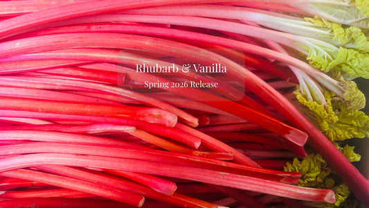 Yorkshire forced rhubarb bright pink stems ready for jam