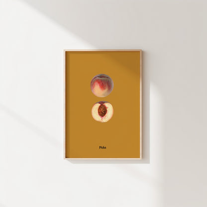Peach Study | Pomological Art Print
